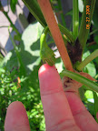 11 week carmen pepper's first fruit set.