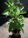 17 week twinkle eggplant, lots of flowers and no fruit set. Treated for leaf fungus from the monsoons, plus its aphid woes.