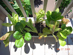 Harvested half the plants and heavily dosed with insecticide.