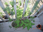 Herbs happy (dill, oregano, basil, pineapple sage).