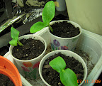 1 week backup sweeter yet cuke, bush zucchini, lebanese zucchini (clockwise from 9'o'clock).