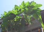 10 week magda squash producing well now. Tied the stem to railing above so I could reach stuff... This is a vining rather than bush zuke. Ish.