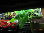 4 week cucumber pearl, thriving despite gnats, etc., and developing buds.