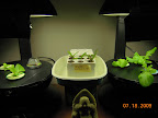 2 week lettuces not going great, one pod still not firing. New herbs in a block (pineapple sage clones, basil, dill) for the Pro100.