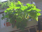 11 week magda squash had no male flower for a while, so a little break from fruiting. I needed a break from zucchini harvest...