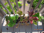 misc lettuce, not doing terriby well in summer
