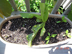 Swiss chard and a lettuce