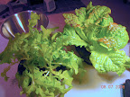 5 week lettuces before serious harvesting.
