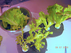 5 week lettuces post-harvest