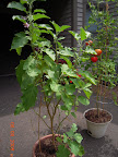 23 week twinkle eggplant - producing despite yellow-spotted leaves.