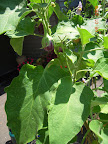 22 week twinkle eggplant - biggest fruit of the moment, yellow-spotted leaves. Late blight.