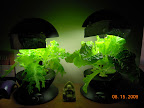 Lettuce minis happy enough.