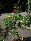 24 week twinkle eggplant. Ill, but still producing