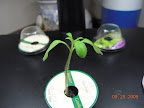 1.5 week Jet Star tomato. Two mimulus pods have germinated, still tiny.