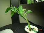 Jet star clone. Keep having to prune off lower leaves - think it's blighted, though it's growing now.