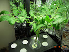 4.5 week jet star tomato, in Deluxe a week