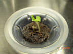 1 week krc lettuce - only two pods have germinated, and looking only so-so.