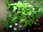 5.5 week jet star tomato, filling out pretty well. No buds yet.
