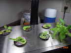 2 week KRC and heatwave lettuces (bottom left 5 days younger). Finally seems to be growing.