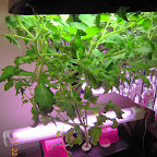 9.5 week jet star tomato. Well... 3 new buds, 7 total. EC ~2.0-2.4 (drinks a lot), ph was ~5, raised to 6.x.