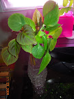 Trying to root some shady lady Cancun color mix impatiens - still flowering outdoors.