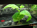4 week dishtub cuke growing, but biggest remaining leaf was badly damaged by the acid accident. Lots of buds.