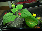5 week dishtub cuke, male flowers in bloom.