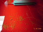 5 week dishtub cuke - this brown fuzzy precipitate is new... dunno what this is. The &ldquo;airstone&rdquo; is upside down in this picture - doesn't matter.