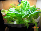 7 week mostly-KRC lettuce. As expected, much redder in the Deluxe.
