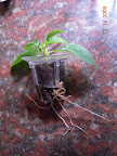 Impatiens cutting in sponge sandwich and break-apart basket.