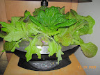 8 week mostly-KRC lettuce (looks like Little Caesar and royal oak in center).