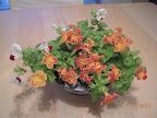 14 week mimulus before cutting back to make room for impatiens. (This is one pod, 2 happy plants.)