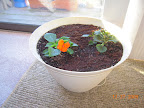 The other couple 4-week impatiens cuttings after a day in the pot - they seem to be coping.