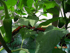 11 week carmen, mohawk, lipstick pepper fruit (left to right)