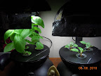 4 week basil (harvest mode), 2 week impatiens cuttings (ready to transplant).