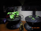 3 week basil, 1 week impatiens cuttings