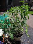 9 week razzleberry - flowering, out of cloche, caged.