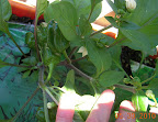 10 week mohawk pepper fruits - every flower a winner, and lots of flowers