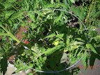 razzleberry has lots of growing tomatoes (maybe 20+, plus flowers setting more)