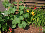 7 week Japanese cukes - think have first fruits set, flowering a lot. Tiger lilies flowering now, too.