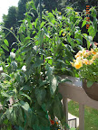 12 week brandy boy tomato
