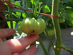 12 week brandy boy, biggest fruit removed due to BER