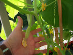 7 week pearl and cucino cukes, first fruits fattening. Tendergreen only a little behind this. Pearl in the lead.