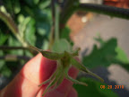 13 week gretel eggplant - first fruit still inside calyx