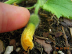 7 week cantaloupe - probably-pollinated mini-melon