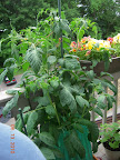 11 week brandy boy tomato - couple fruit growing, pea-sized