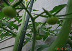11 week tomande has lots of fruits, large blueberry sized