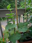 6 week cukes, all flowering (male on pearl and tendergreen, cucino is all-female)