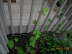 pole beans and sugar snap peas - A/C damaged, but hanging in there