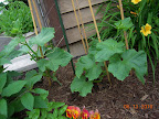 6 week Japanese cukes not yet flowering